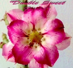 (image for) New Adenium 'Double Sweet Heart' 5 Seeds - Click Image to Close